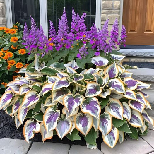 🔥🌿 shade-tolerant and cold-hardy hosta flowers 🌿🌱🔥