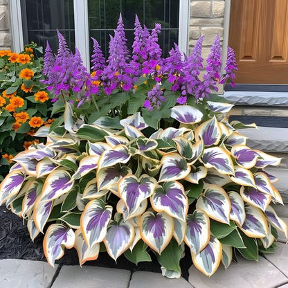 🔥🌿 SHADE-TOLERANT AND COLD-HARDY HOSTA FLOWERS 🌿🌱🔥