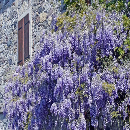 🌸WISTERIA SEEDS- THE GARDEN’S CASCADING BEAUTY ALL YEAR ROUND🔥 BUY 1 GET 1 FREE! 🔥