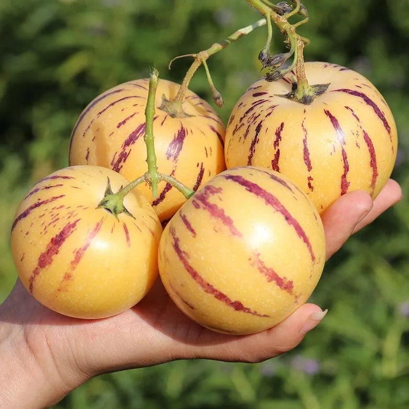 🌿✨ginseng fruit seeds: discover the power of nature in your garden! + free 100 grams organic pot mix🌿✨