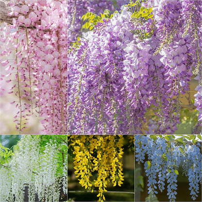 🌸WISTERIA SEEDS- THE GARDEN’S CASCADING BEAUTY ALL YEAR ROUND🔥 BUY 1 GET 1 FREE! 🔥
