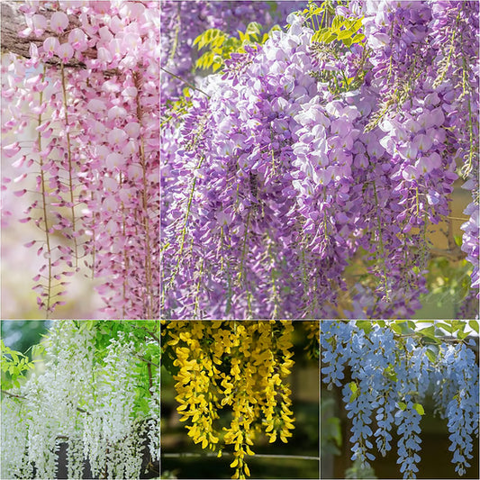 🌸WISTERIA SEEDS- THE GARDEN’S CASCADING BEAUTY ALL YEAR ROUND🔥 BUY 1 GET 1 FREE! 🔥