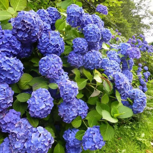 🌈Mix Hydrangea Seeds - Beautiful and Hardy Perennial Flowers for Your Garden + Free Organic Pot Mix 100 Grams🌱🌺
