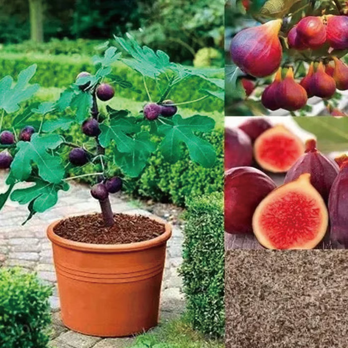 🏆65k+ sold!🌿brown turkey fig seeds – america's favorite fig for patio & container gardening! easy to grow, sweet harvest.🌱buy 1 get 1 free! 🌱