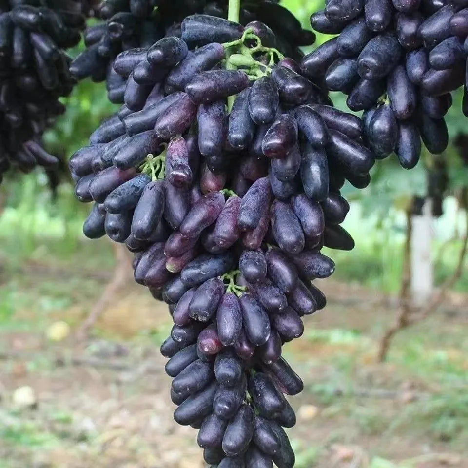 ✨last day 50% off 🍇 high-quaility sapphire grapes seeds🍇✨ 98% germination（high yield）🔥 buy 1 get 1 free! 🔥