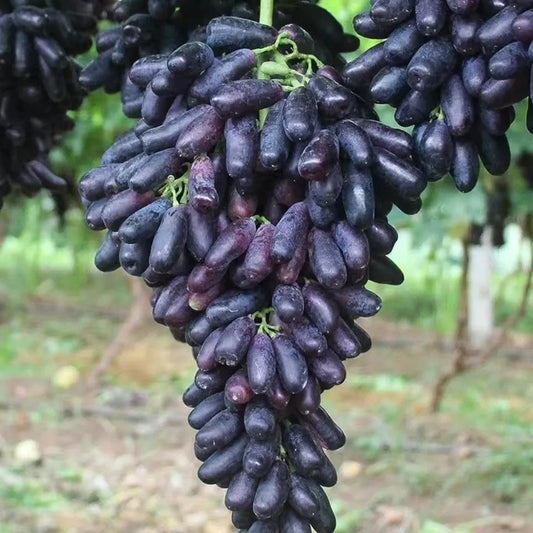 🔥Last Day 50% OFF 🍇 High-Quaility Sapphire Grapes Seeds🍇✨ 98% Germination（High Yield）100 Grams Organic Pot Mix Free