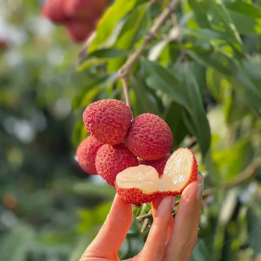 100% Pure & High Yield✨High quality Seedless Lychee Seeds😋🔥Buy 1 Get 1 Free🔥
