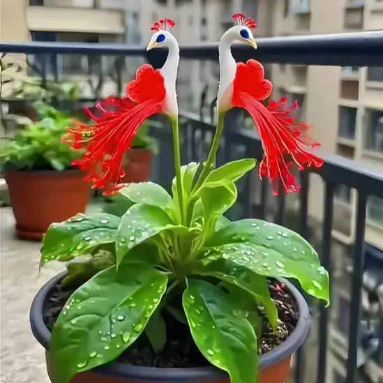 🌸🌸 peacock flower bulbs — plant hope, watch splendor bloom!🌸🌸 + 100 grams organic pot mix free