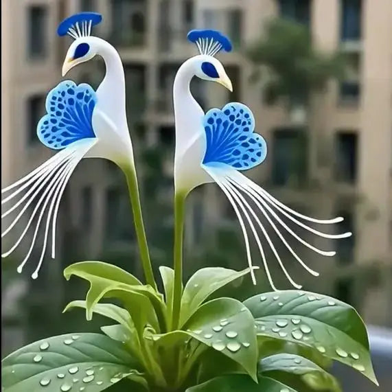 🌸🌸 peacock flower bulbs — plant hope, watch splendor bloom!🌸🌸 + 100 grams organic pot mix free