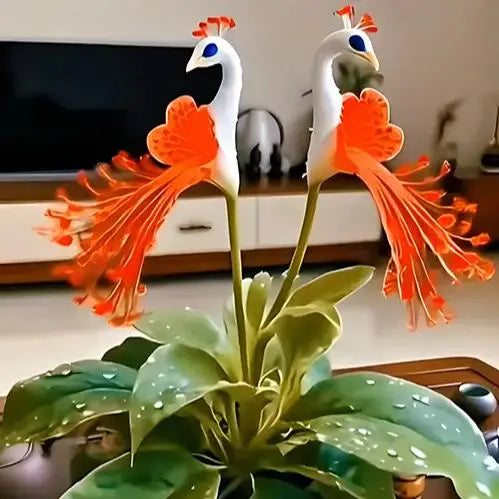 🌸🌸 peacock flower bulbs — plant hope, watch splendor bloom!🌸🌸 + 100 grams organic pot mix free