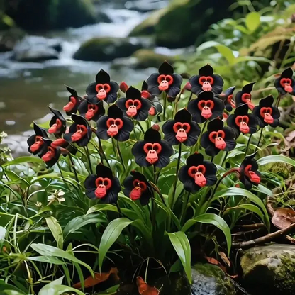 🌱🌺Rare Monkey Face Orchid Tubers⚜️ 🐵🐵 Free Organic Pot Mix 100 Grams🌱🌺