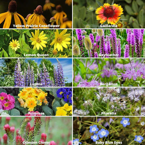 🎉Hot Sale🎉🌺🌻🌷Premium Mix Flower Seeds (Pack of 100)🌺🌻🌷|Buy 1 Get 1 Free 💗
